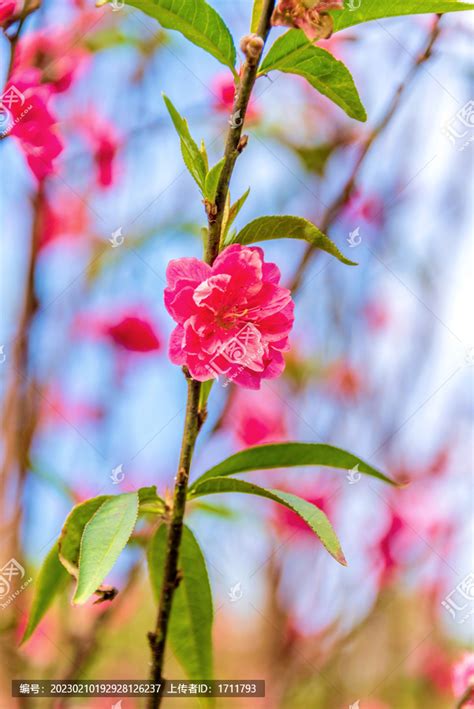 桃花樹|桃花（蔷薇科桃李属植物）